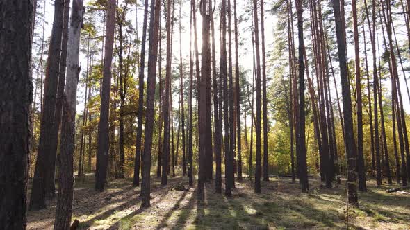 Trees in the Forest on an Autumn Day