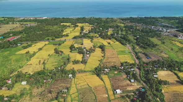 Rice Paddy Fields at Tropic Village on Sea Shore Aerial