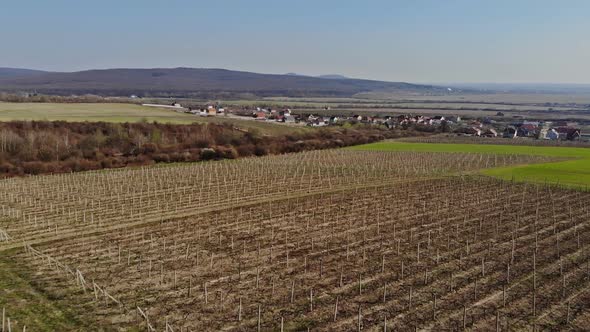 Beautiful Landscape Springtime In the Vineyards on Ukraine Zakarpattya