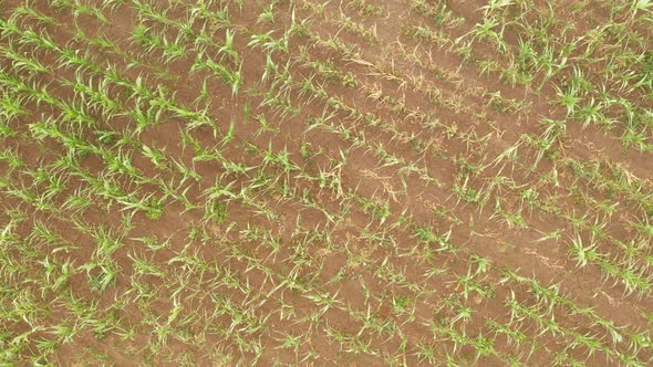 Flying over a green corn field