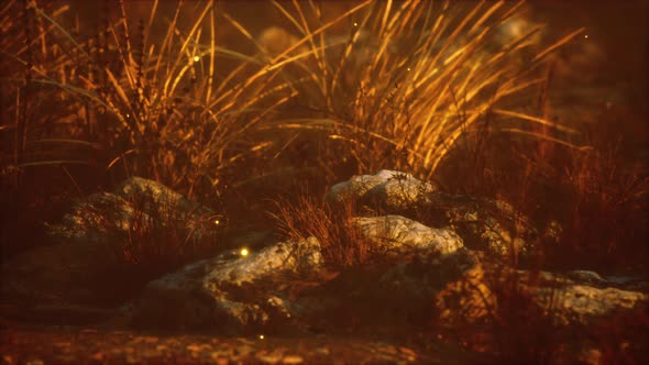 Fireflies Above Dry Grass and Stones at Sunset