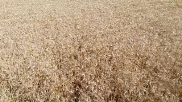 Wheat Field