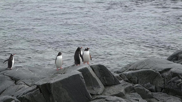 Penguins in Antarctica. Global warming and wildlife.  Penguins standing on the rocks.