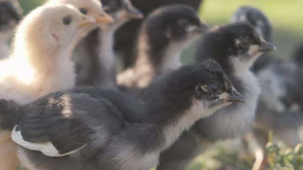 A lot of young cute chickens are walking in nature.