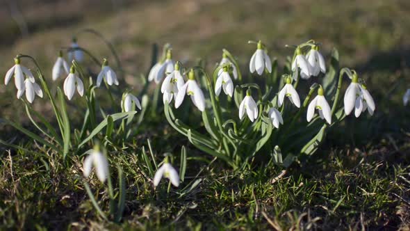 Wild White Snowdrops Moving in a Wind in Green Meadow