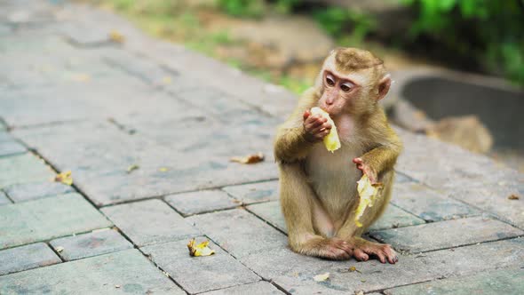 A Small Monkey Eats Bananas in A National Park. Asian Jungle with Monkeys