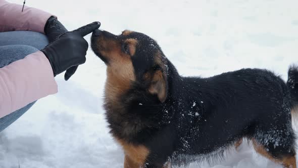 Meet the Dog in Winter Park