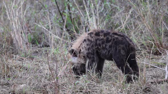 Cute fluffy Hyena cub chews bone in tall dry African savanna grass