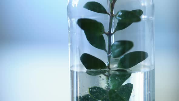 Researcher Pouring Liquid in Bottle With Plant Inside, Laboratory Work at School