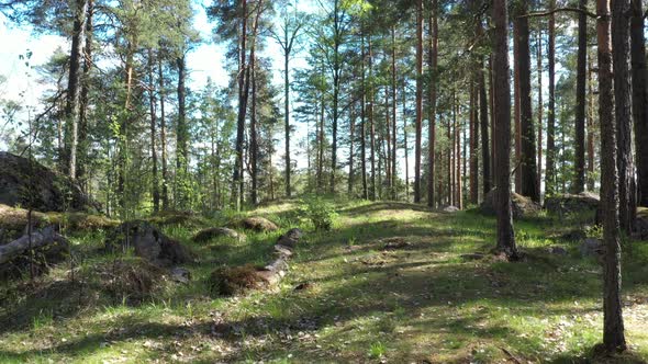 Evergreen forest on a summer sunny day