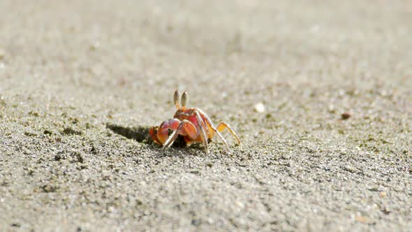 Red crab pulls out and throws sand out of hole. Slow motion.