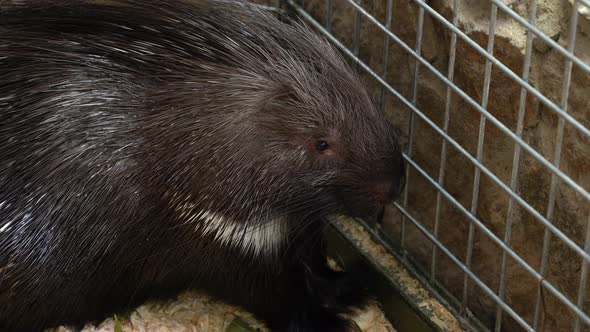 a Porcupine Sitting in a Zoo Cage.