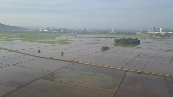 Aerial view flood paddy field