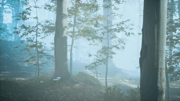 Panorama of Green Forest at Cold Foggy Morning alt