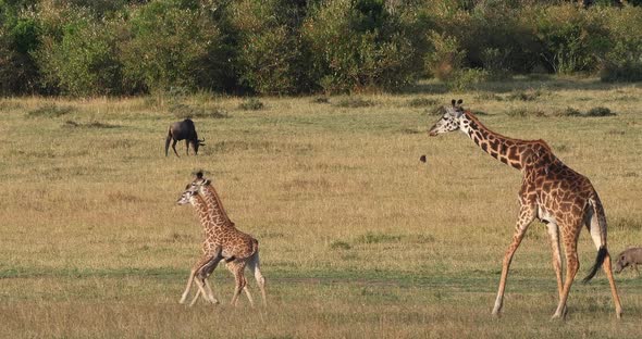 951967 Masai Giraffe, giraffa camelopardalis tippelskirchi, Mother and Calf walking through Savannah