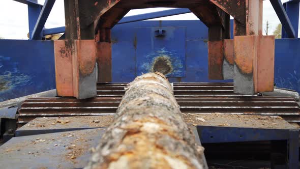 Automated Log Sorting Line. Wheel Loader and Automatic Sorting Logs Diameter at the Sawmill. Lumber