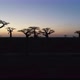 Avenue Of The Baobabs Morondava Madagascar 43 - VideoHive Item for Sale