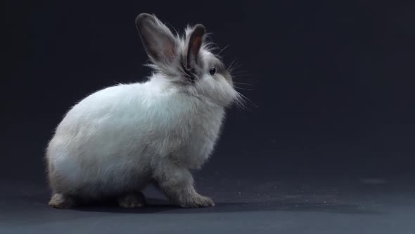 Cute Gray Rabbit Sniffing and Looking Around on Black Background at Studio.