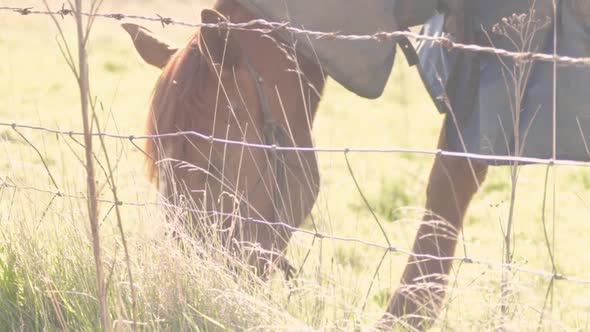 Chestnut horse grazing in field