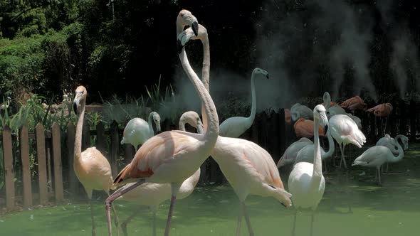 Group of Flamingos at the Zoo