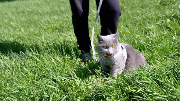 Child Walking a Fat Gray British Cat on a Leash in Open Air in Thick Grass