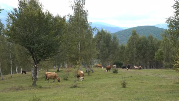 Cows