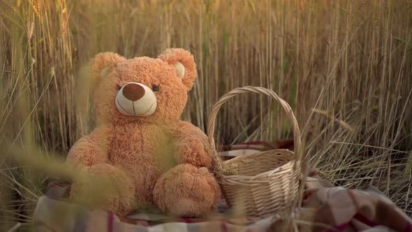 A Teddy Bear Is Sitting in a Wheat Field Next To a Basket.