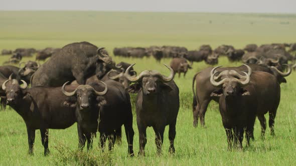 Herd of Cape buffalos