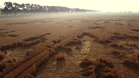 Flying Over a Wheat Field on an Early Summer Morning