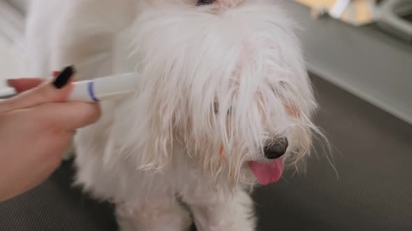 Veterinarian Blowdry a Dog Bichon Bolognese Hair in a Veterinary Clinic