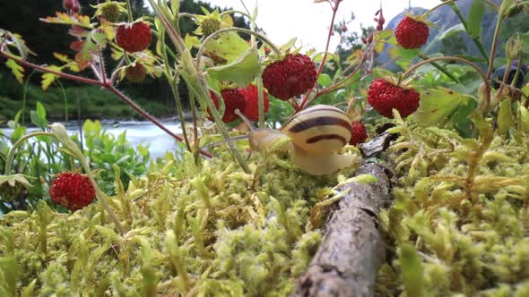 Snail Closeup Looking at the Red Strawberries