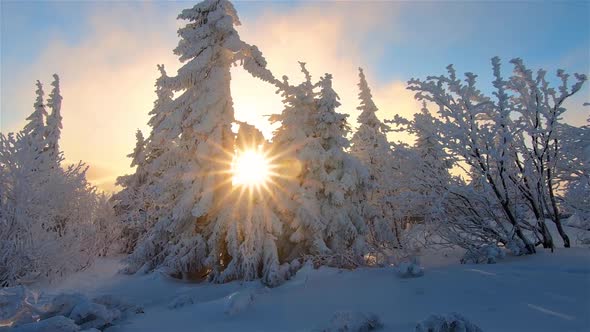 Winter Forest