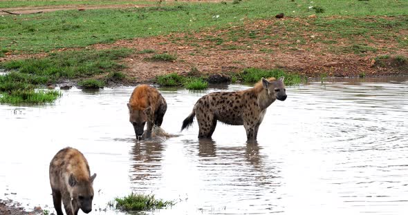 Spotted Hyena, crocuta crocuta, Group standing at Pond, Masai Mara Park in Kenya, Real Time 4K