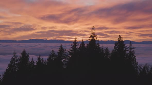 Canadian Nature View of Evergreen Trees on a Mountain Above the Clouds