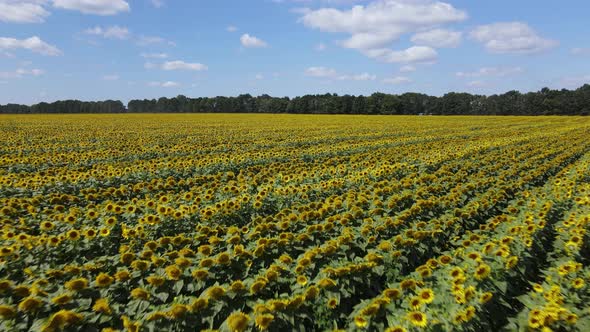 Aerial View of a Field with Sunflowers