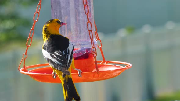 Adult male Bullock's oriole eats from a jelly feader then flies away