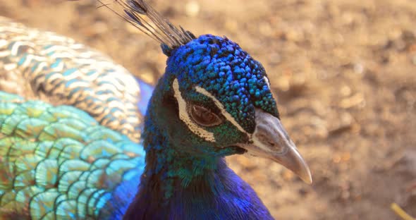 Indian Peafowl Pavo Cristatus, Also Known As the Common Peafowl, and Blue Peafowl