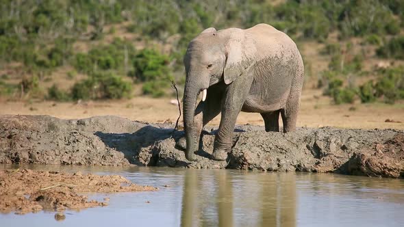 African Elephant Drinking Water