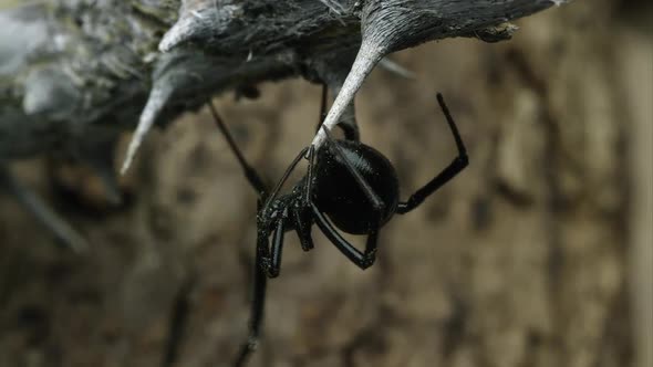 Western Black Widow crawling around on a stick.