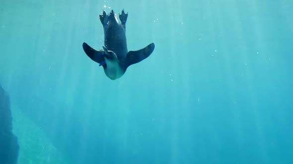 Feeding Animals, Penguin Eat Fodder Underwater in Oceanarium