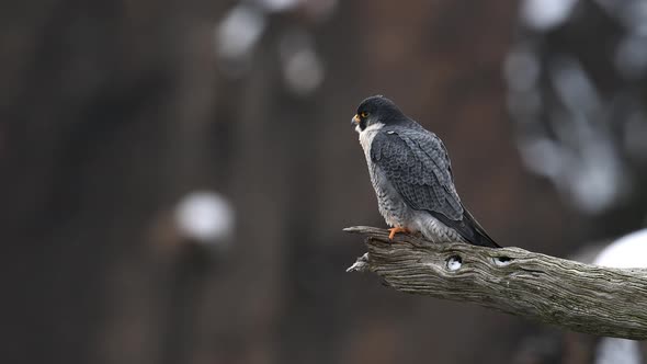 Peregrine Falcon Video Clip