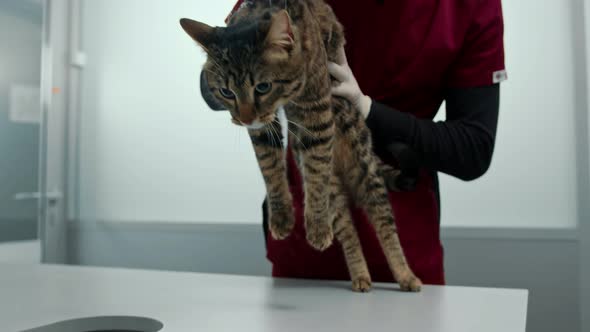 Domestic cat on a medical examination at a veterinarian. A vet clinic