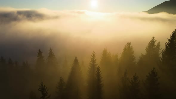 Aerial View of Foggy Evening Over Dark Pine Forest Trees at Bright Sunset