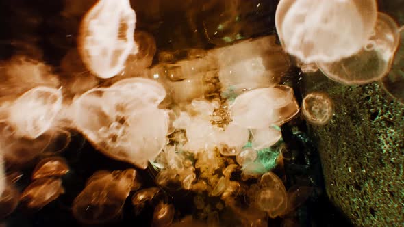 Abstract background underwater shot of jellyfish for graphic design