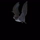 Bat Flying Loop Full Hd - VideoHive Item for Sale