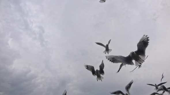 Slow Motion Shot Of Seagulls Flying In The Gray Sky 3