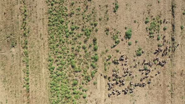 Aerial Drone view of flock sheep on pasture