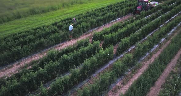 Farmworkers in rows of tomato plants picking tomatoes with tractor and trailer among the crops.