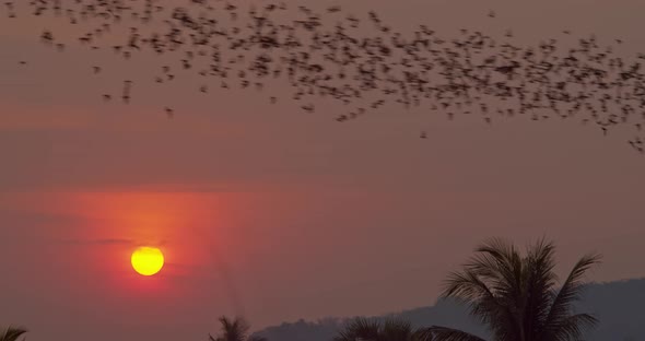 Enormous Colony Of Bats Flying Through Shot In Formation Over Jungle As Sun Sets In Background In 4K