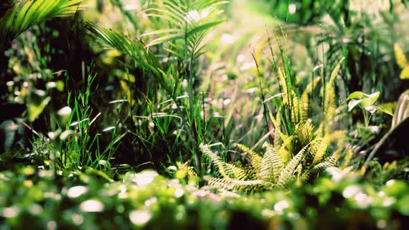 Close Up Jungle Grass and Plants